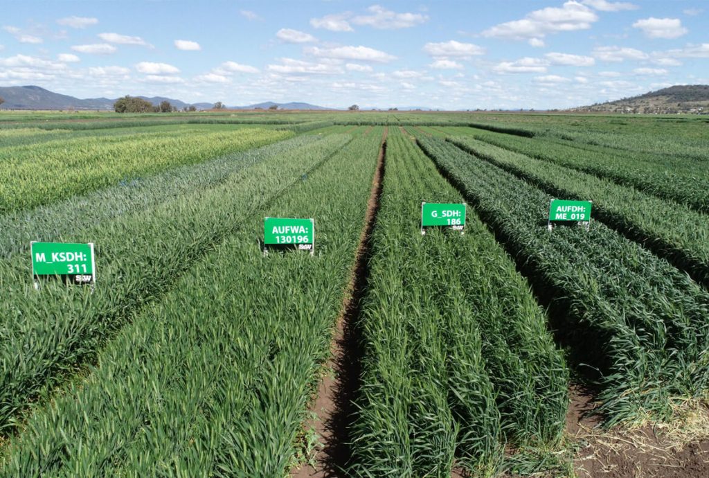 Trigall Australia - About us - Seed increase - Plant Breeding company