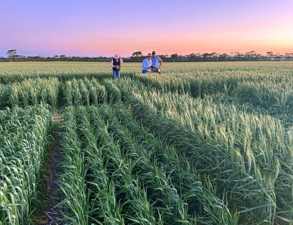 Trigall Australia - Team working on wheat trials