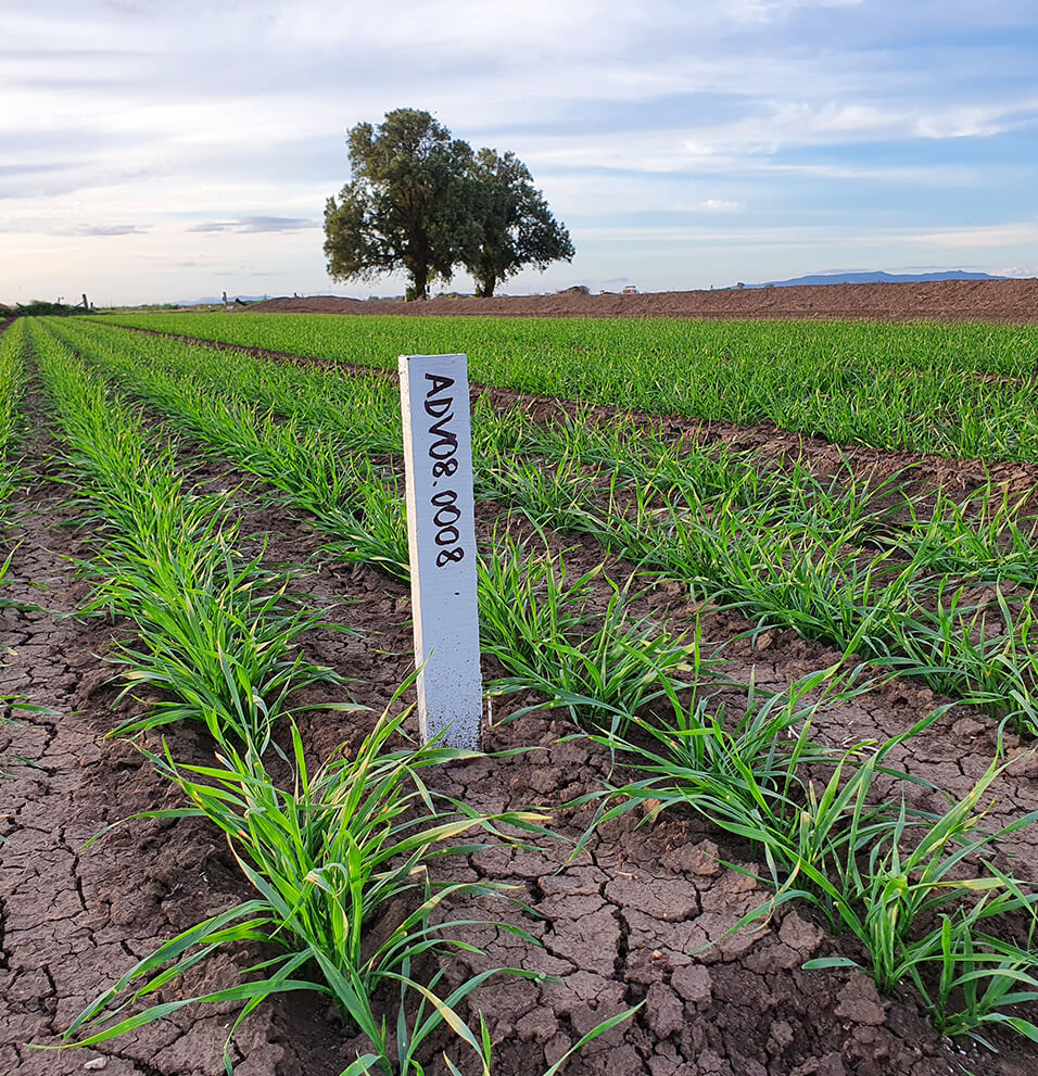 Trigall Australia - Varieties - Severn