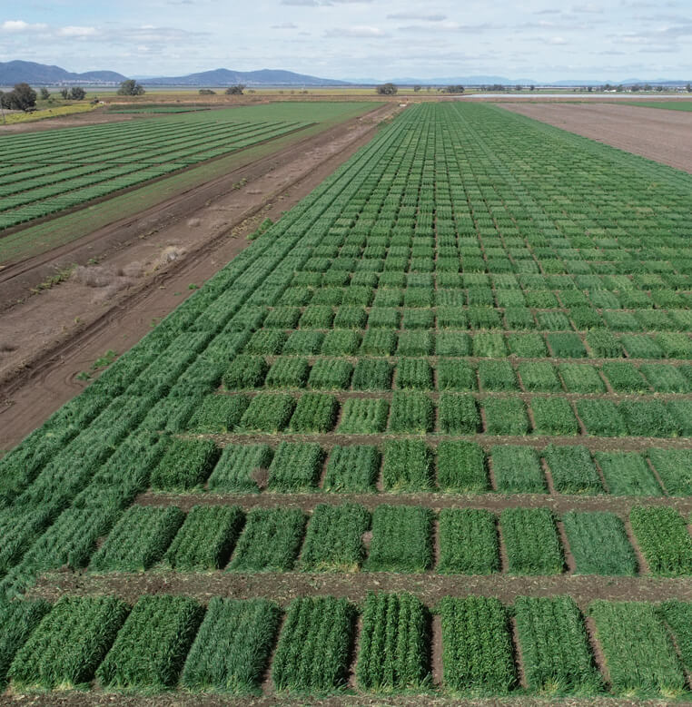 breeza breeding plots